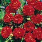 16 plus 5 FREE large plug plants