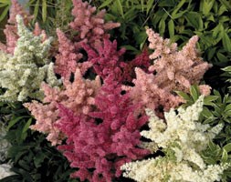 16 plus 5 FREE large plug plants