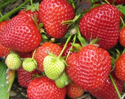 strawberry Lucy - late season fruiting