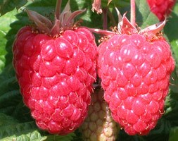 raspberry - autumn fruiting