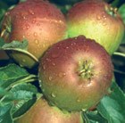 apple
