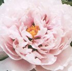 tree peony (syn Sapphire)