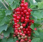 redcurrant
