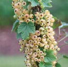 whitecurrant