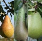 pear - family