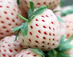 Pineberry White Dream