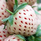 Pineberry White Dream