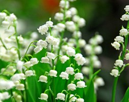 lily-of-the-valley