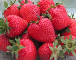 strawberry Cupid - late season fruiting