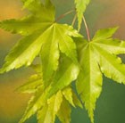 Golden-leaved Japanese maple