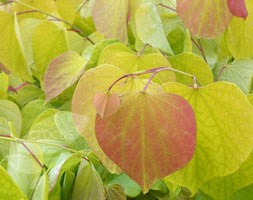 American redbud