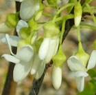 eastern redbud