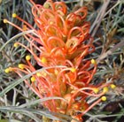 grevillea