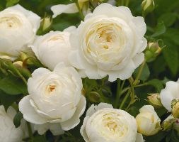 English Rose