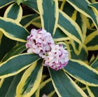 daphne