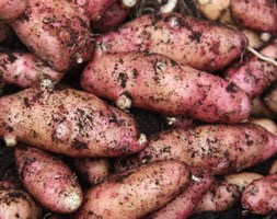 potato - maincrop, Scottish basic seed potato