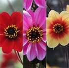 Bronze leaved dahlia collection
