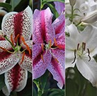 Scented lily collection