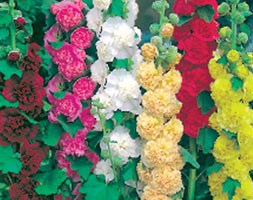 16 plus 5 FREE large plug plants