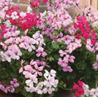 32 plus 10 FREE large plug plants