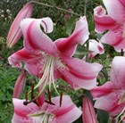 Skyscraper lily