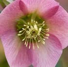 lenten rose