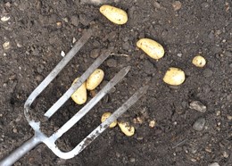 Crocus potato fork