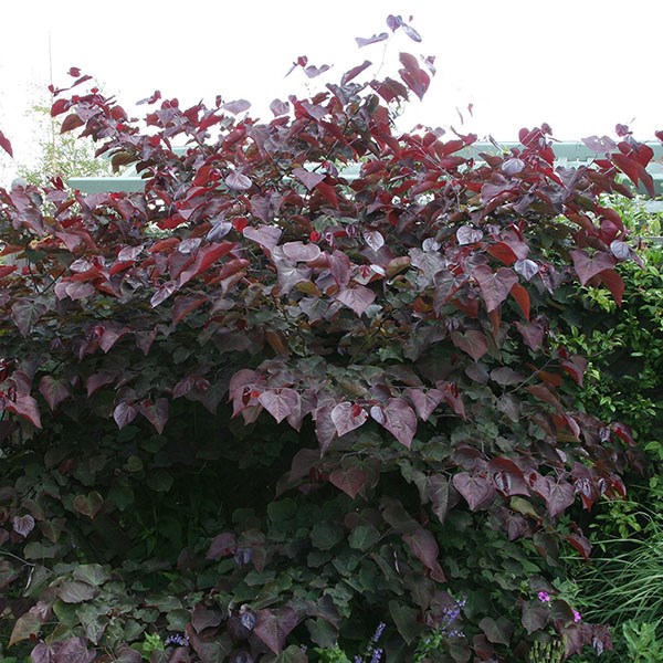 American redbud
