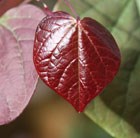 American Redbud