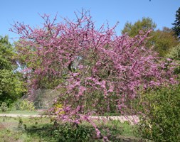 Judas tree